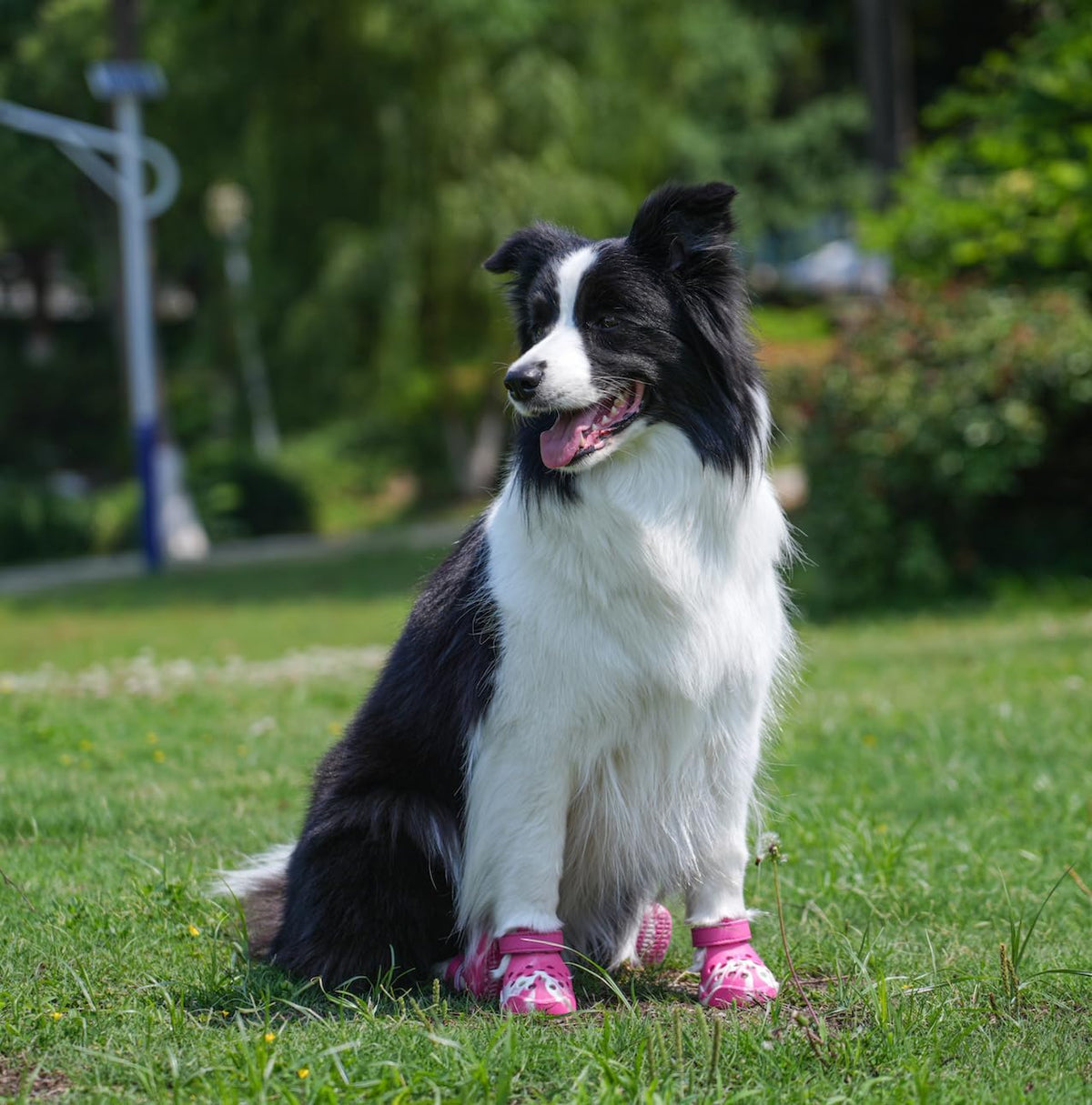 PawPosh dog footwear for summer hot pavement protection