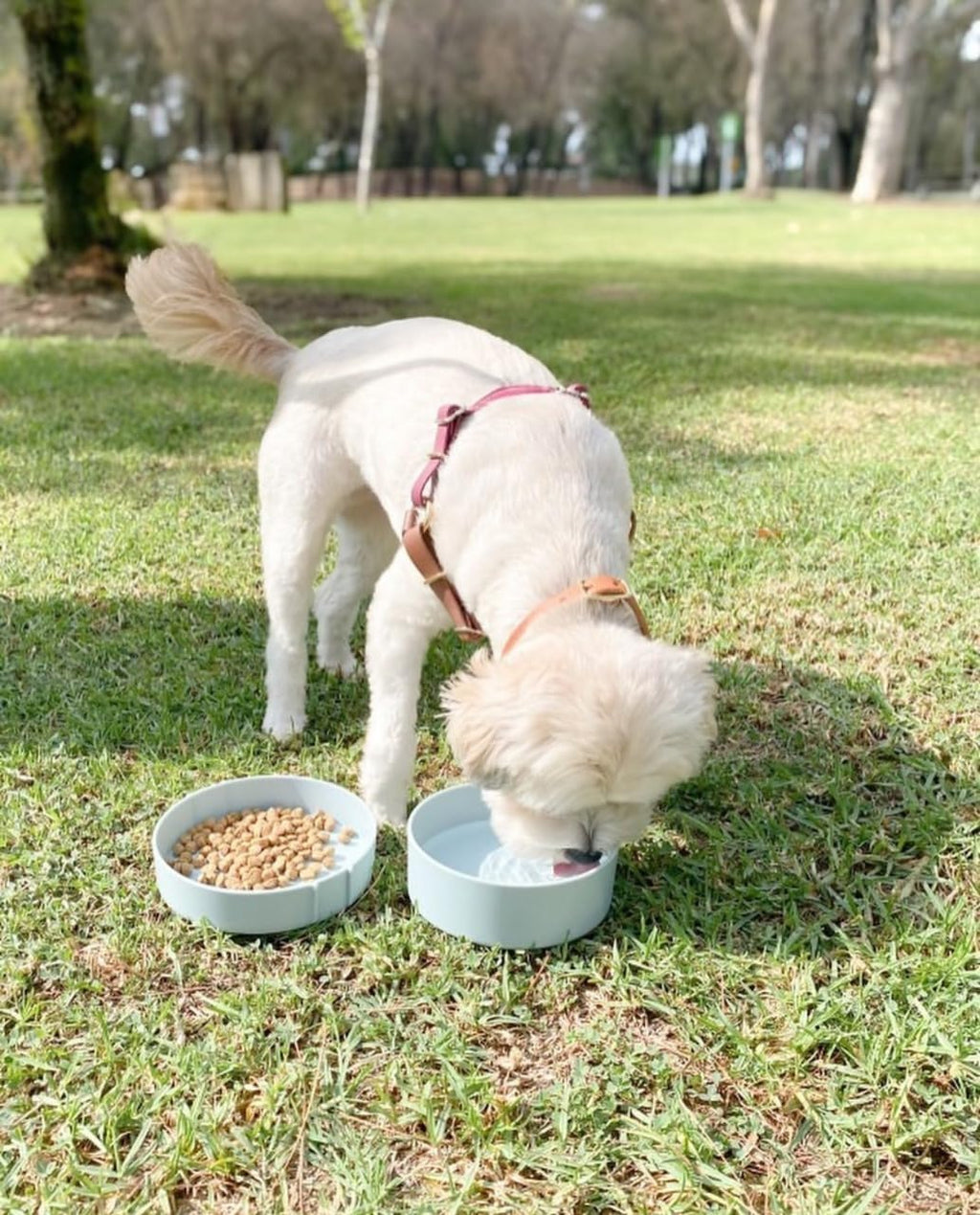 Premium imported travel water bowl for medium and large dogs