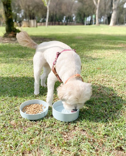 Premium imported travel water bowl for medium and large dogs