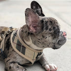 Pupteck pet harness and leash set packaging view
