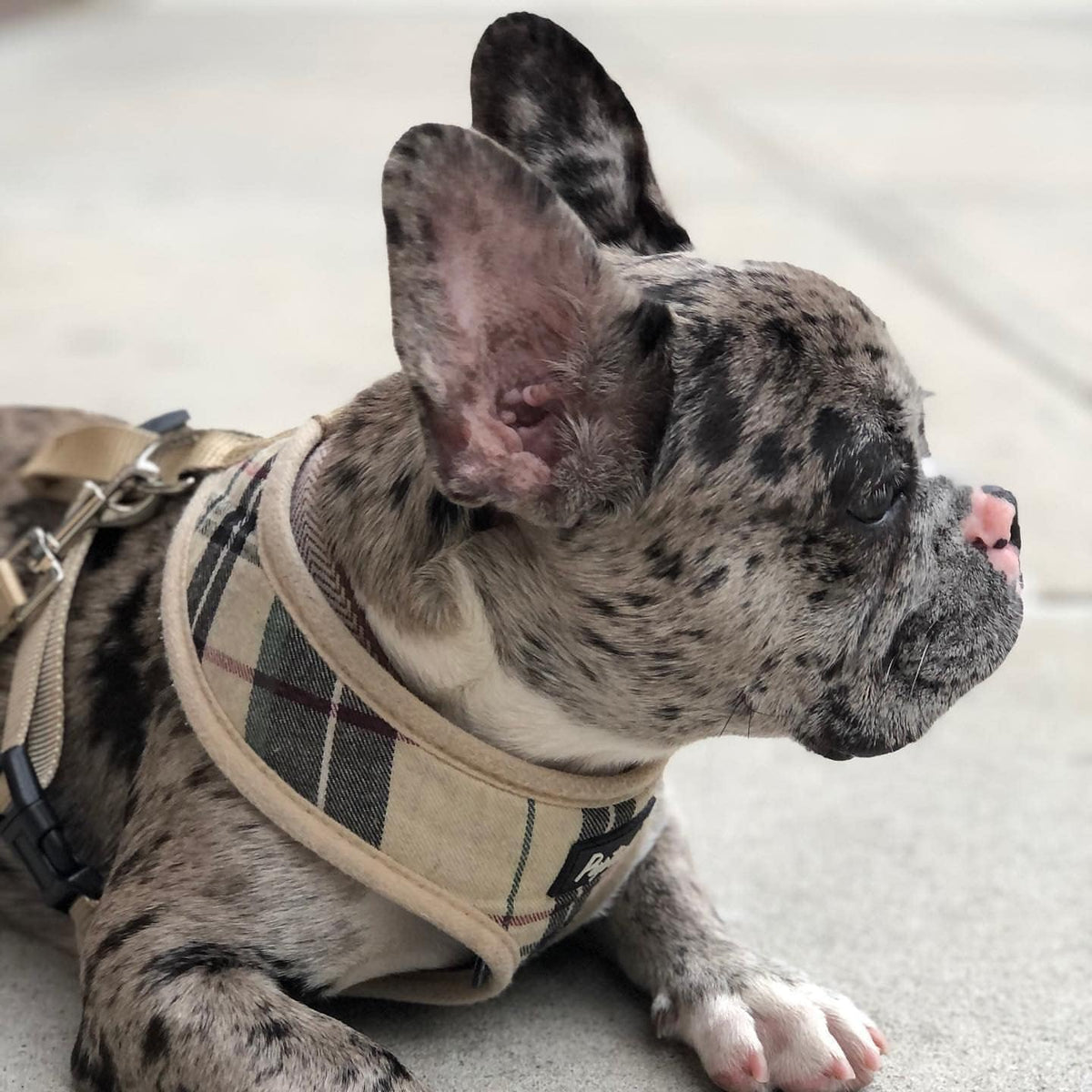 Pupteck pet harness and leash set packaging view