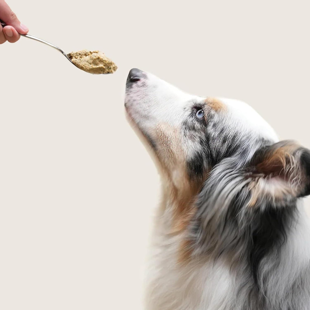 Dog eating Open Farm Tummy Rescue fresh dog food