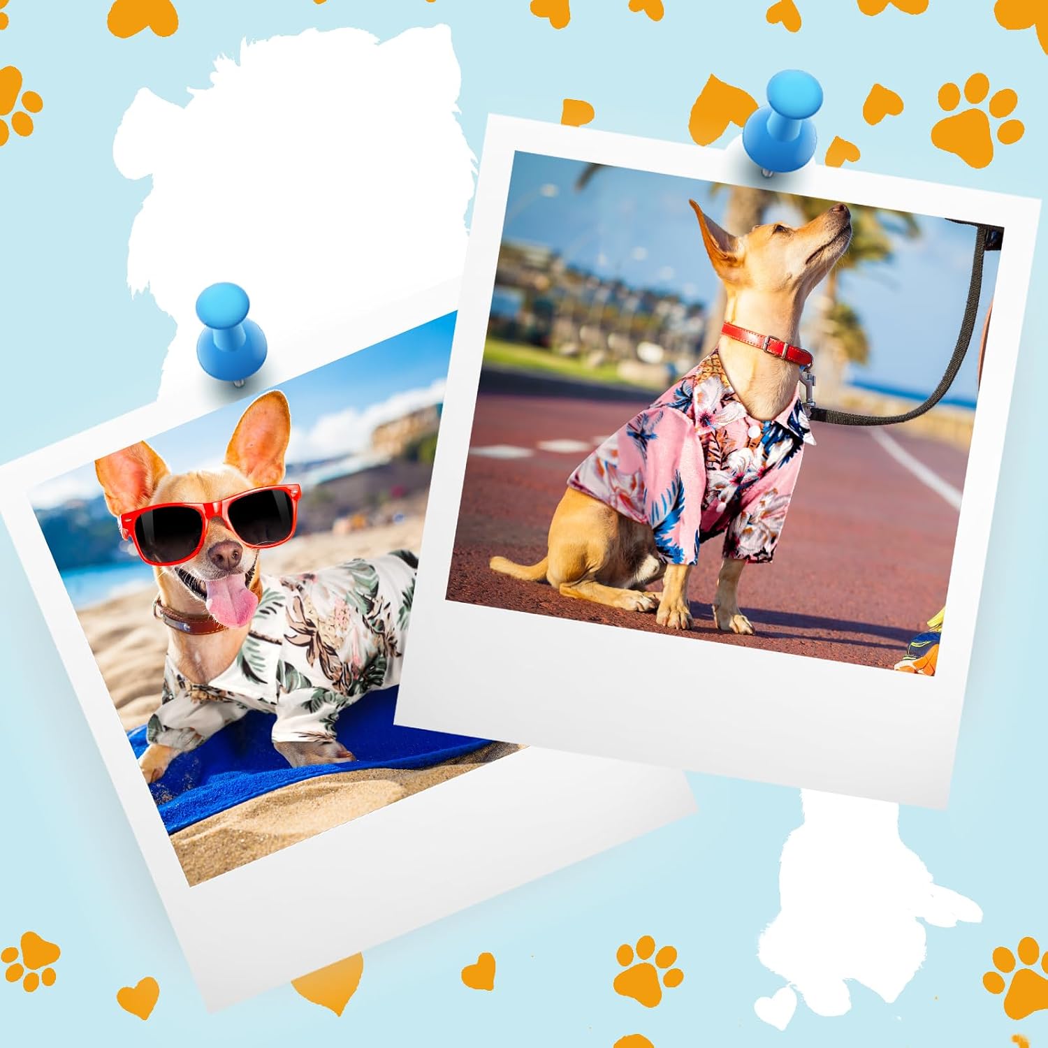 Small breed dog in tropical print summer apparel