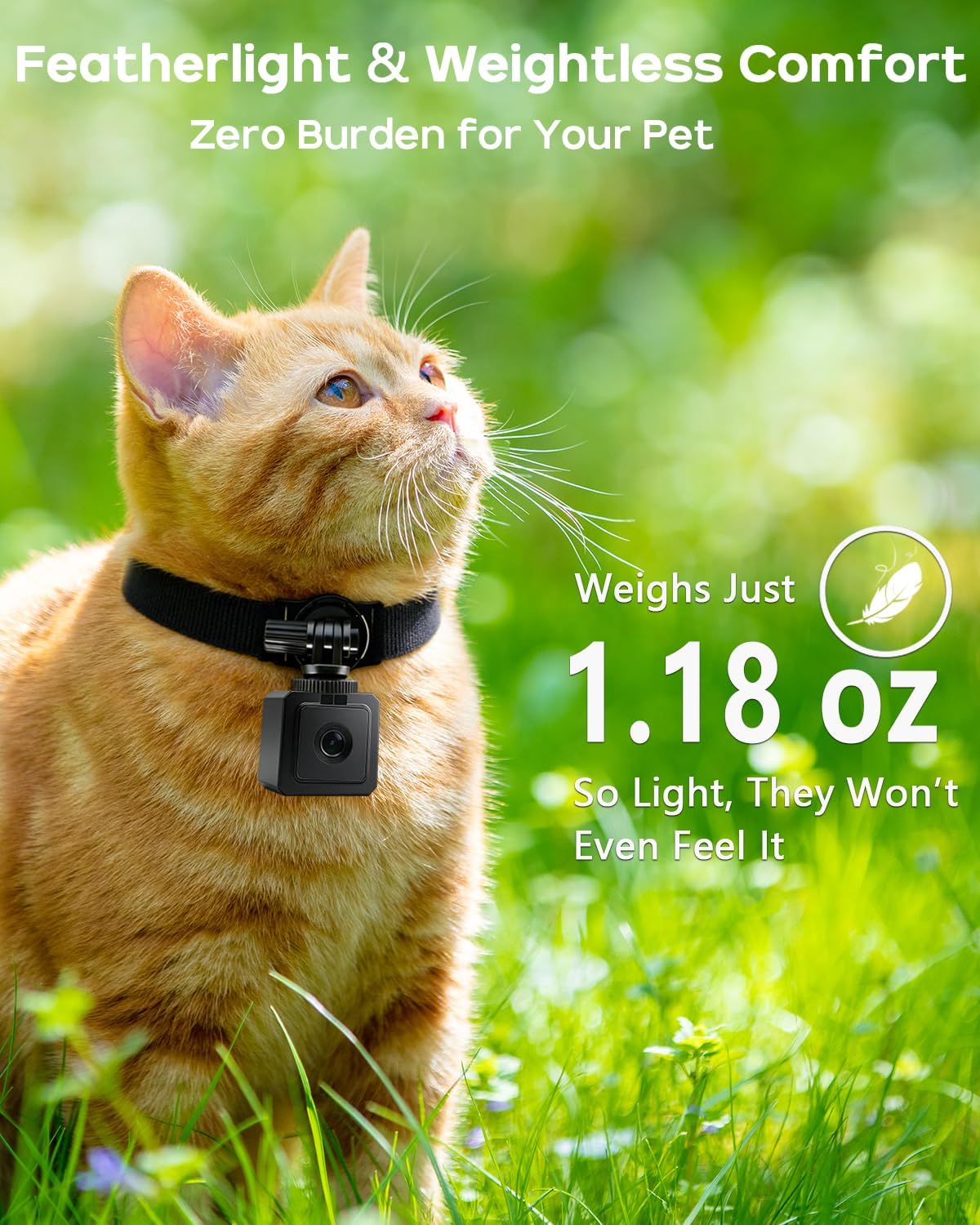 Dog wearing AEZ Pet Camera Collar