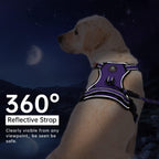 Secure lockable neck buckle on Ivy And Lane harness