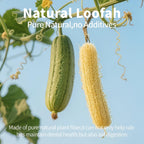 Three cylindrical loofah treats showing the hollow center design for food stuffing