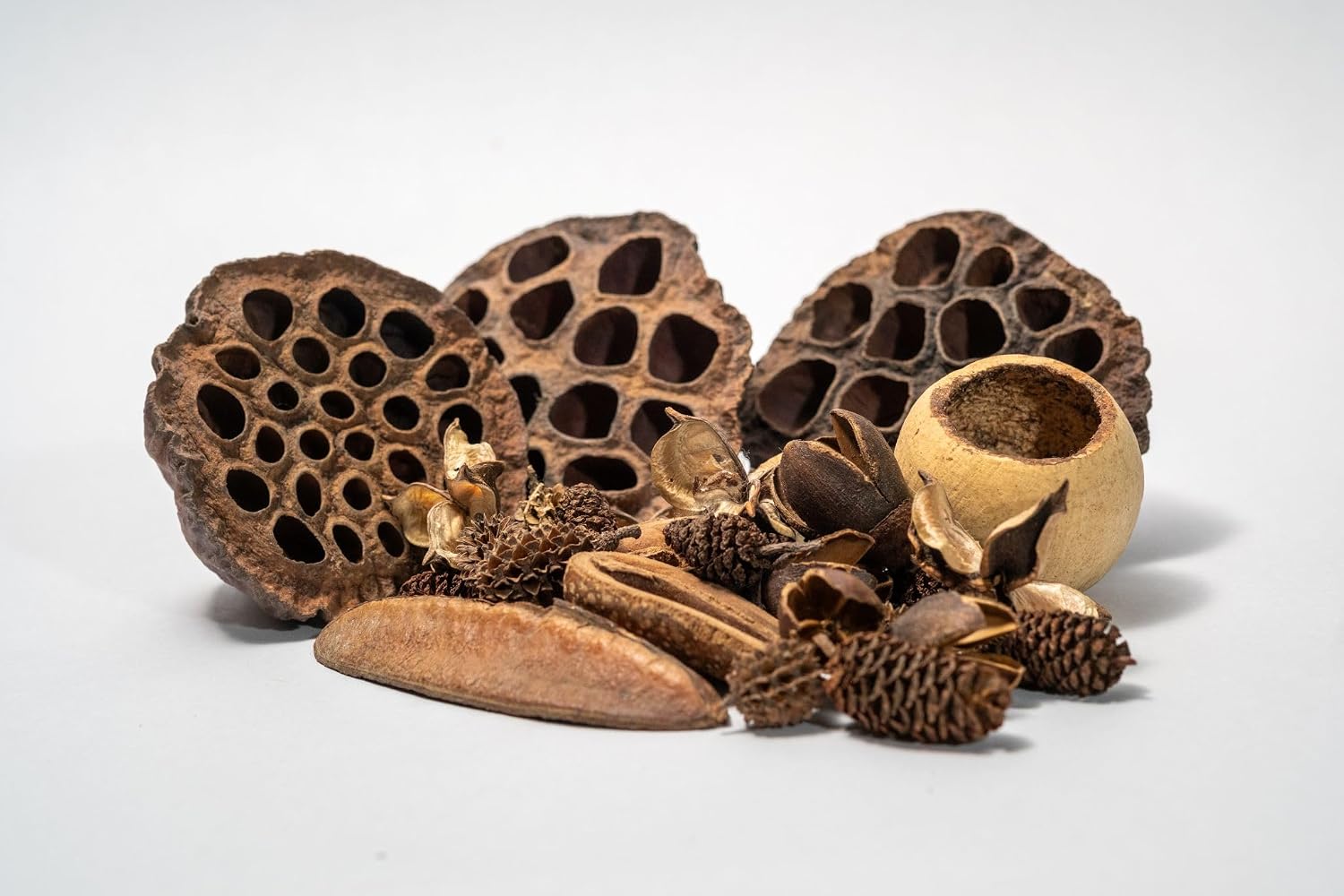 Generic seed pod aquarium botanicals 38 piece variety pack front view