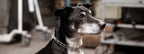 Herm Sprenger Stainless Steel Prong Dog Training Collar Ultra-Plus Pet Pinch Collar No-Pull Collar for Dogs Anti Pull Training Collar Made in Germany 2.25mm x 16in Small - Image 9