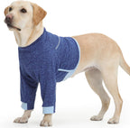 Full body view of a large breed dog wearing a blue post operative vest