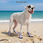 Dog wearing lilac waterproof paw shoes confidently standing on rough terrain.