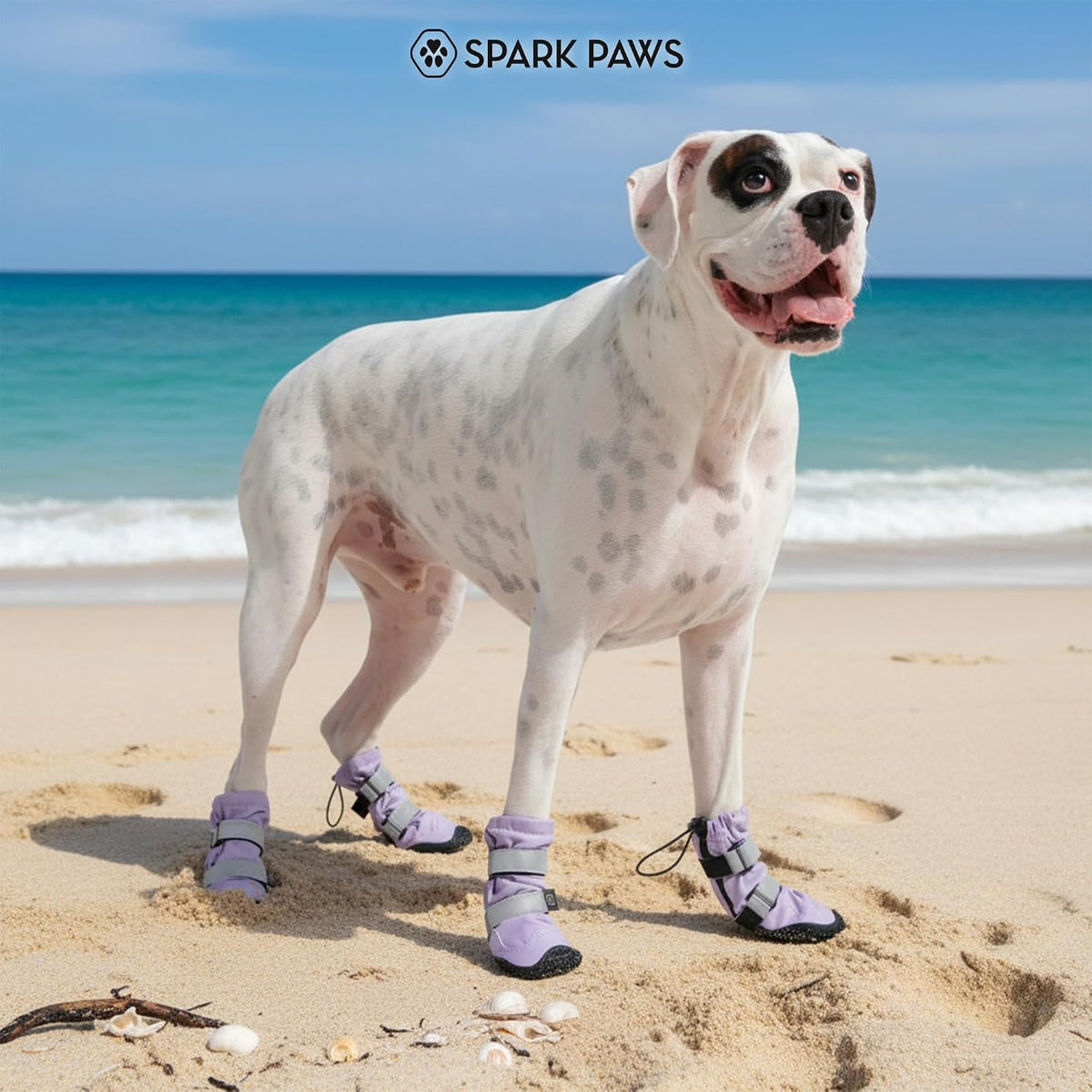 Dog wearing lilac waterproof paw shoes confidently standing on rough terrain.