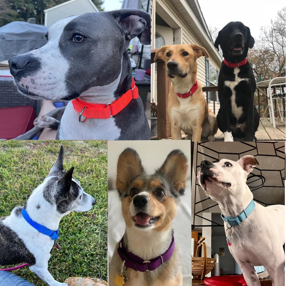 Side view of Hotlion medium size dog choker collar