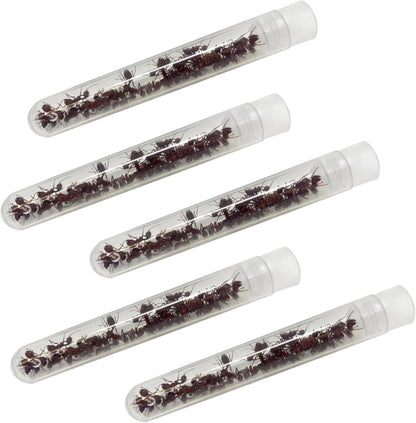 Insect Lore 125 Western Harvester Ants educational refill kit front view