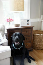 Dog and cat paw print keepsake kit displayed on table stand