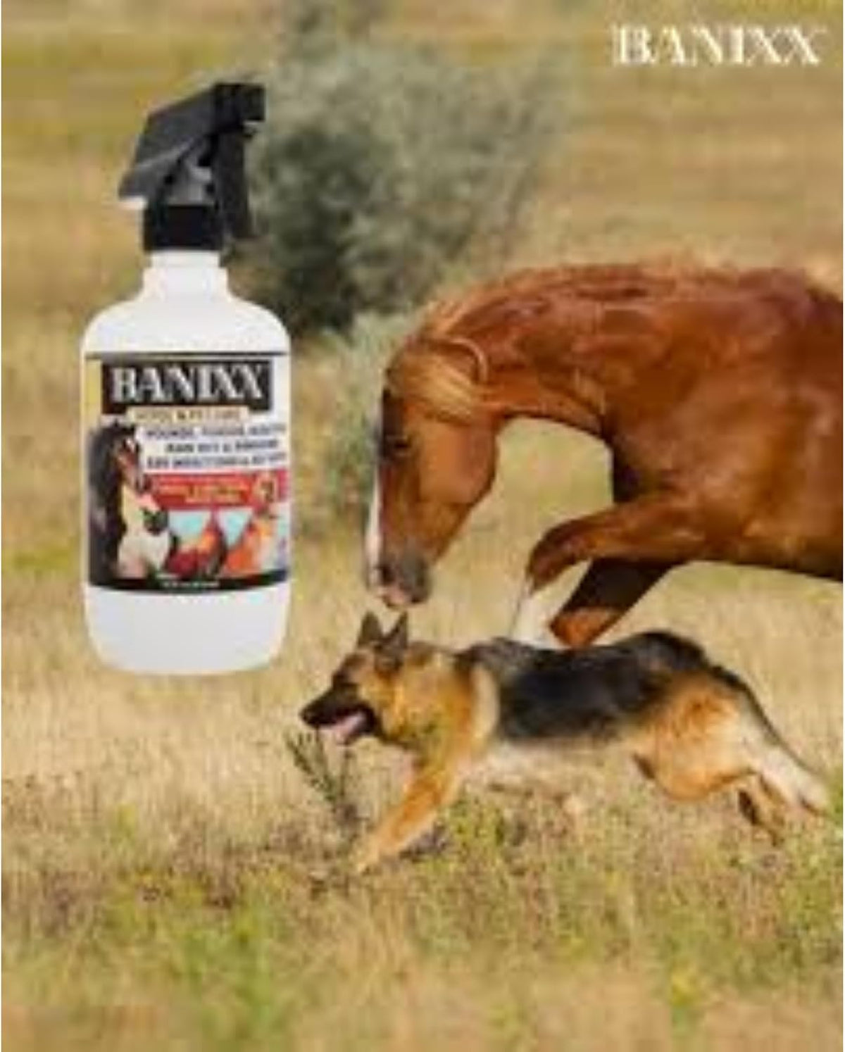 Banixx wound care spray bottle held in hand for scale