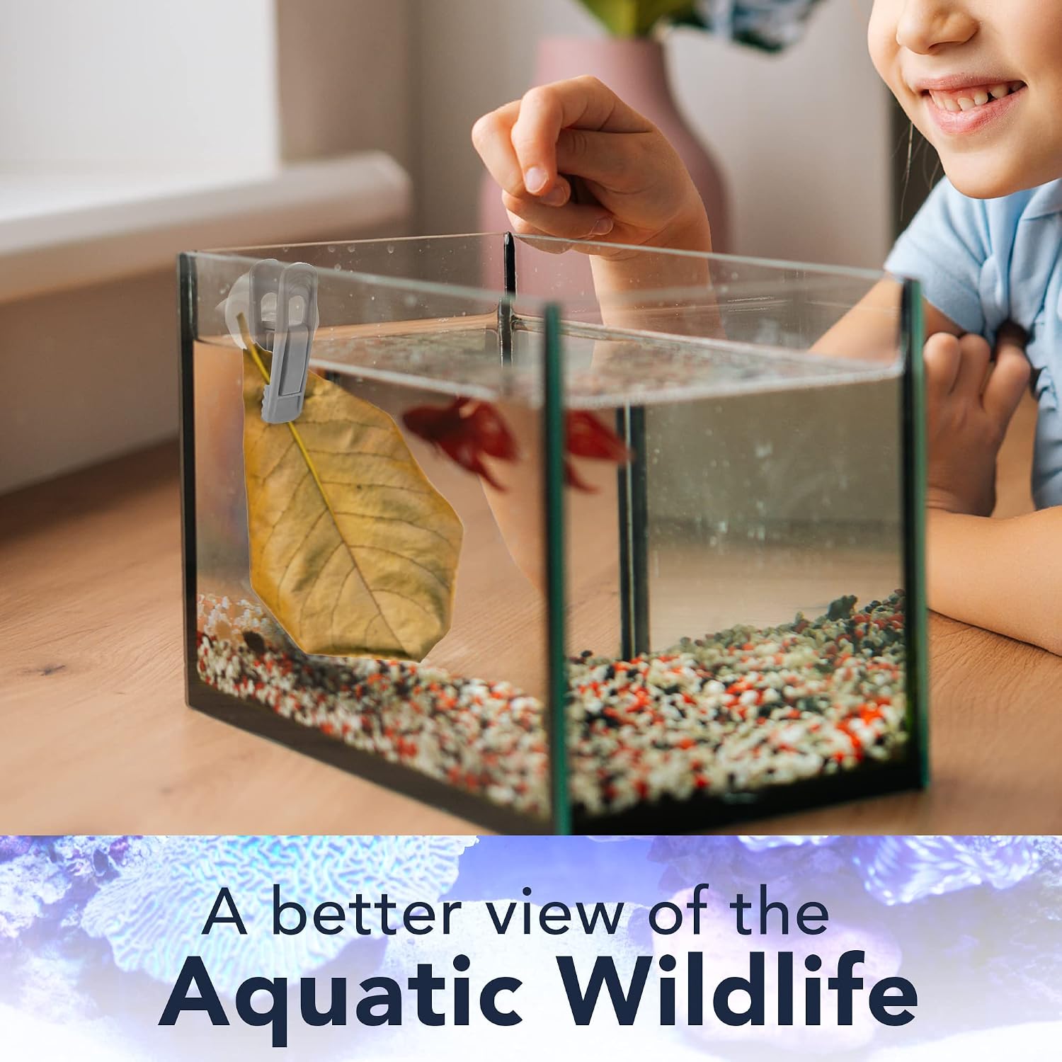 Aquarium snail and shrimp feeding clip by JOR attached to glass surface holding fresh vegetable slice.