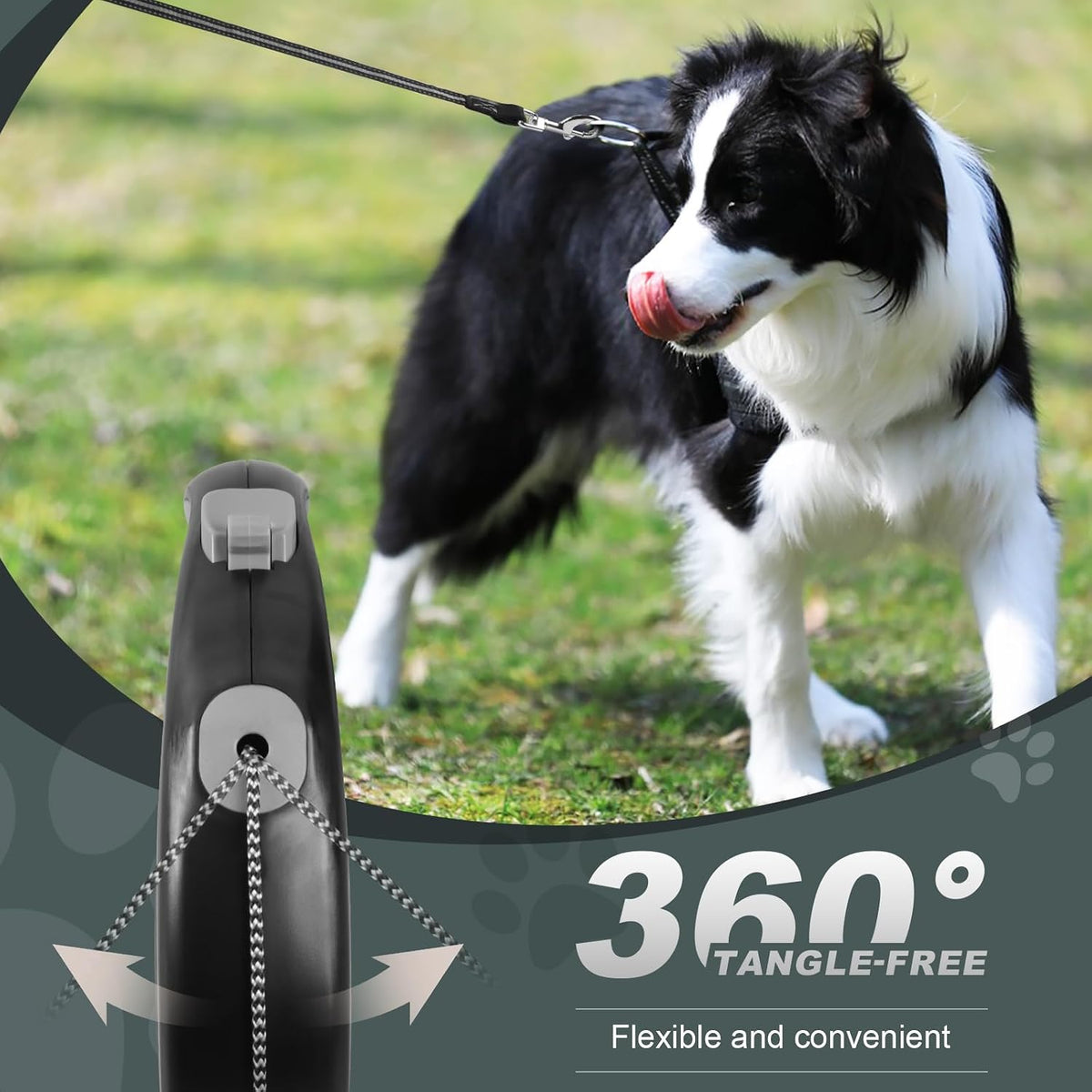 Small dog walking with 20 foot retractable leash