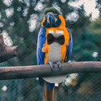 Small parrot wearing a grey reusable bird flight suit liner