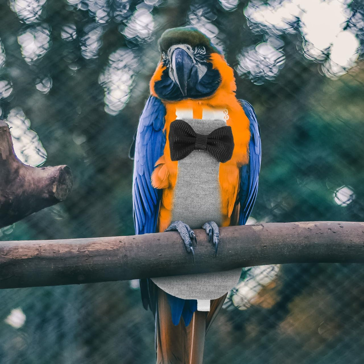 Small parrot wearing a grey reusable bird flight suit liner