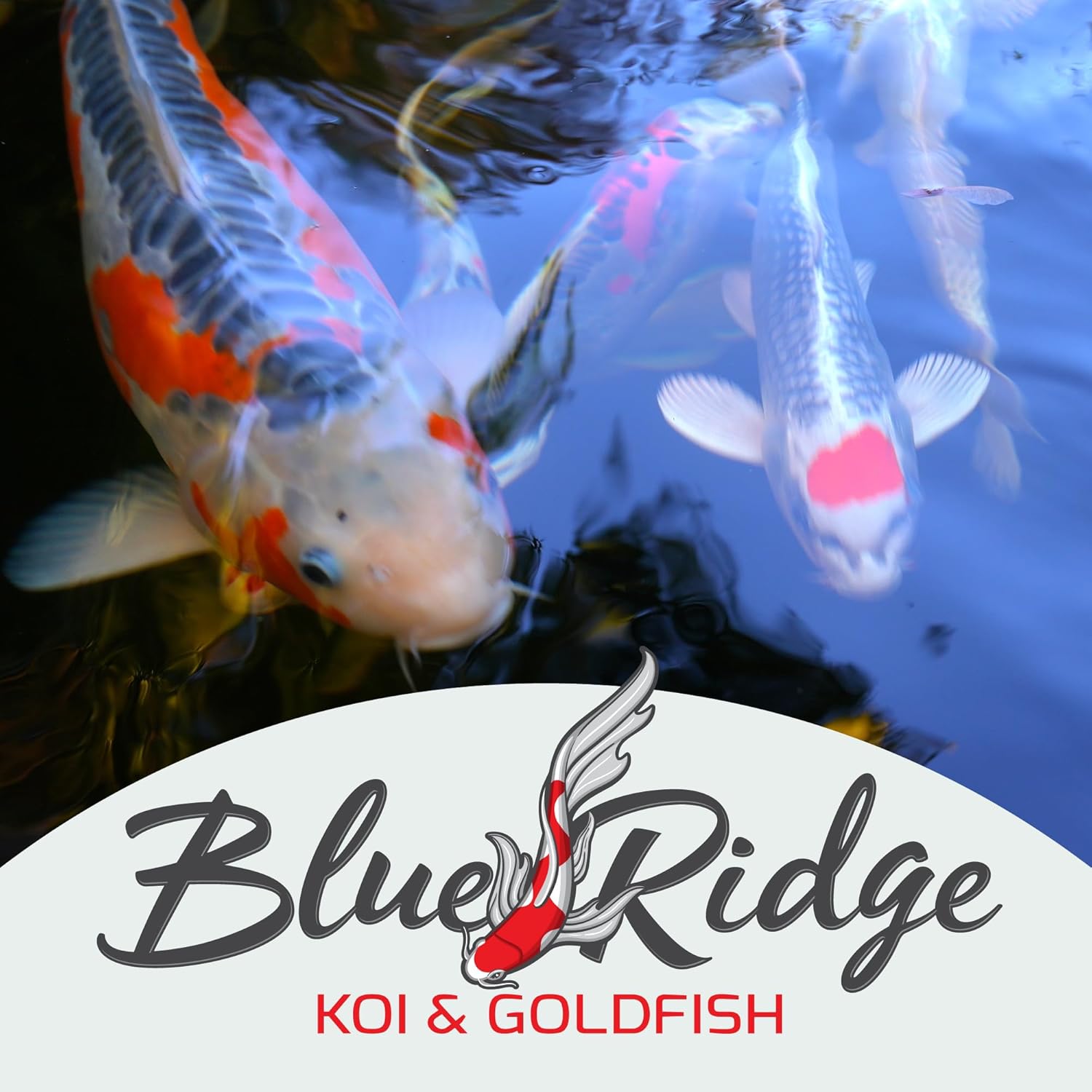 Blue Ridge Koi Fish Food 5lb - Koi Food Mini Growth Formula, Goldfish Food, Premium Fish Food for Ponds, Ponds Fish Food, Floating Pond Pellets - Image 9