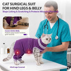 Female cat wearing purple post-surgery recovery onesie