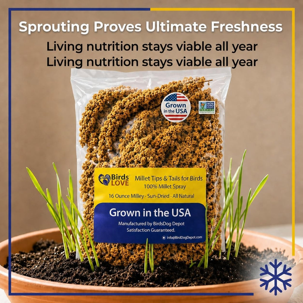 Birds LOVE USA grown millet pieces for parakeets
