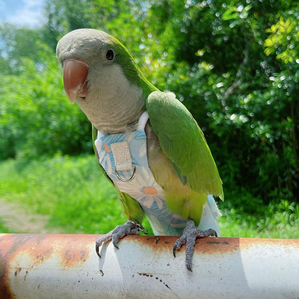 Medium size parrot diaper with adjustable leash attached