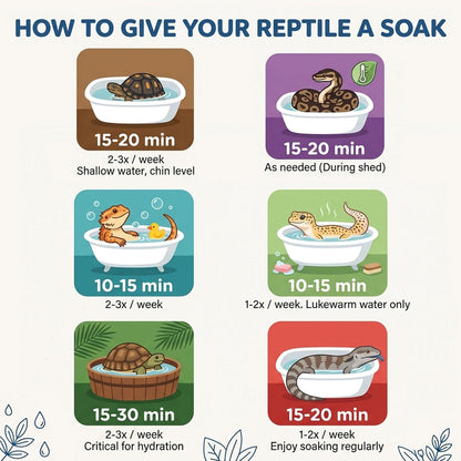 Bearded dragon enjoying a hydrating vitamin soak in a shallow tub