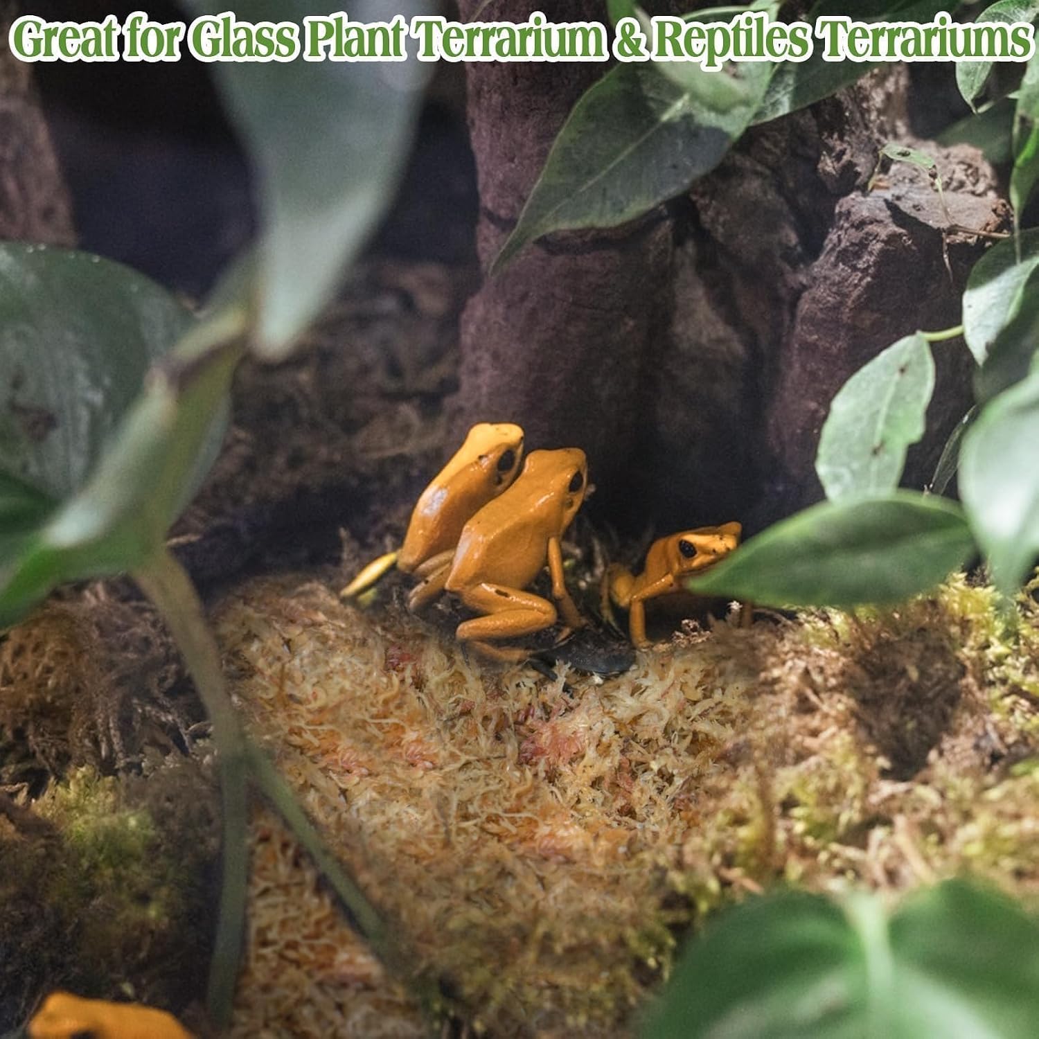 Halatool odorless reptile substrate layered inside a glass terrarium habitat