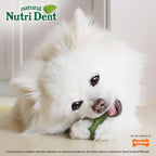 Highly digestible Nylabone Nutri Dent mini dog treats spread out on a clean surface