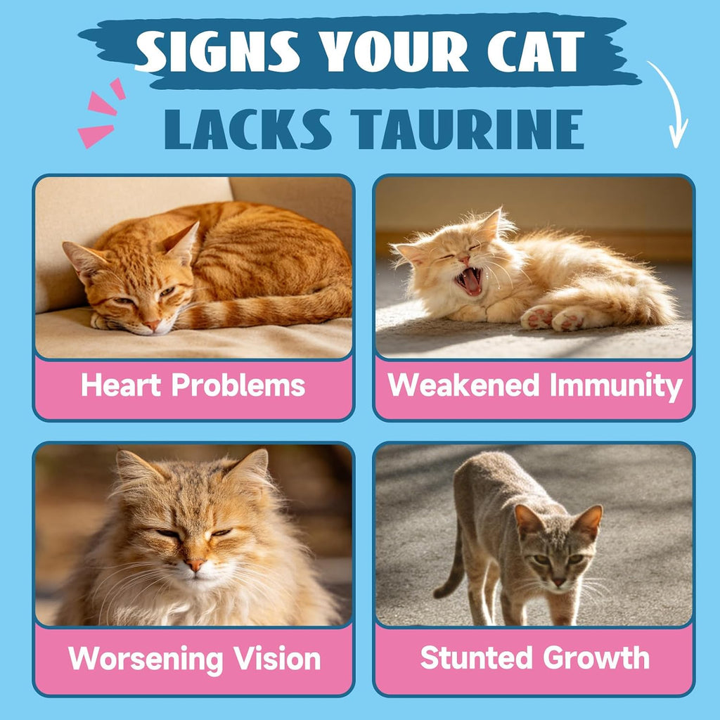 Administering Brightbarki taurine drops directly to a cat using the dropper
