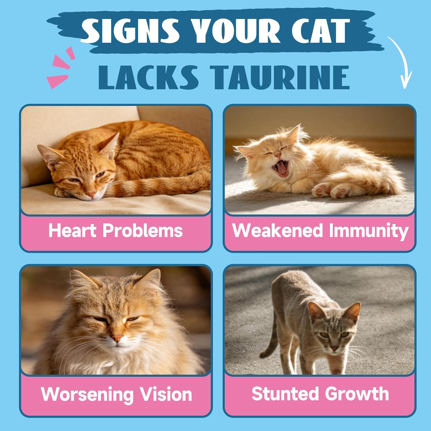 Administering Brightbarki taurine drops directly to a cat using the dropper