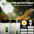 Five percent UVB and thirty percent UVA reptile bulb for optimal calcium absorption.