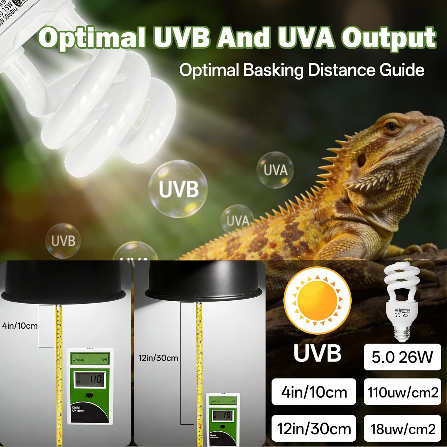 Five percent UVB and thirty percent UVA reptile bulb for optimal calcium absorption.