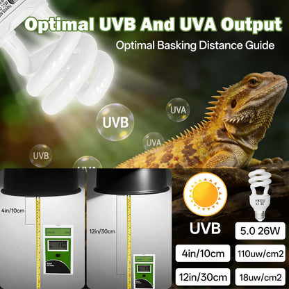 Five percent UVB and thirty percent UVA reptile bulb for optimal calcium absorption.