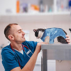Breathable spay neuter recovery shirt for male and female kittens