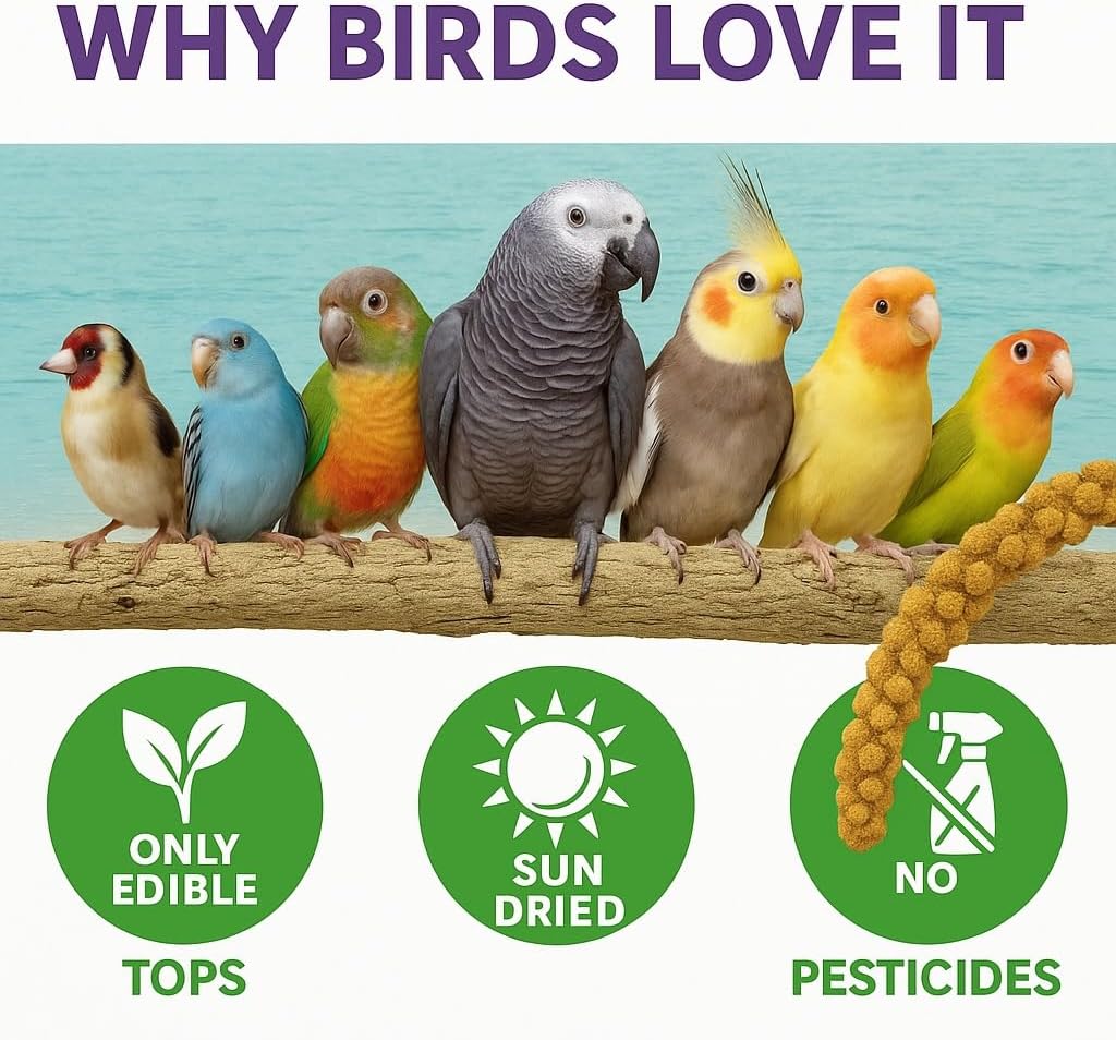 Healthy USA-imported spray millet for parrots