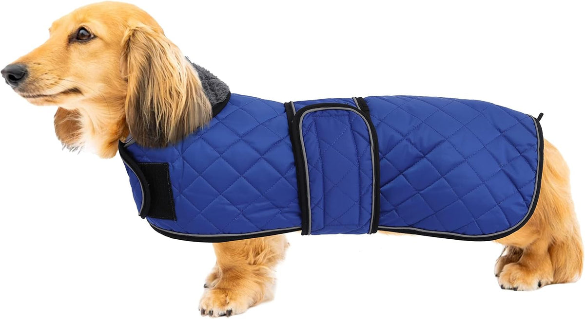 Rear view of quilted dog coat for dachshund fit