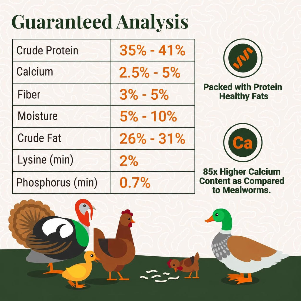 Healthy chickens eating black soldier fly larvae in a coop setting.