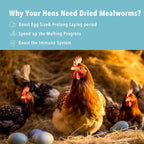 Poultry and wild bird high protein feed bag layout
