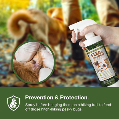 Application of EcoVenger flea spray on dog coat