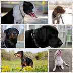 Rust proof alloy steel slip choker collar for medium large dogs