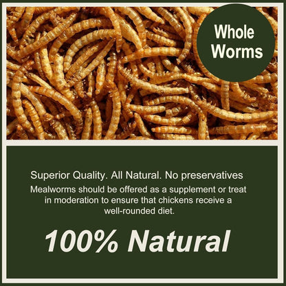 Close up view of natural dried mealworms texture