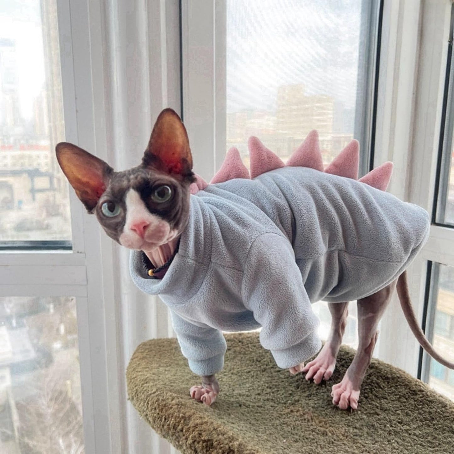 Side view of hairless cat wearing blue dinosaur fleece sweater