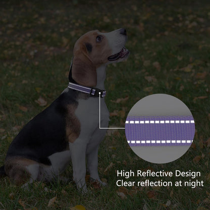 Reflective stitching on purple nylon dog collar