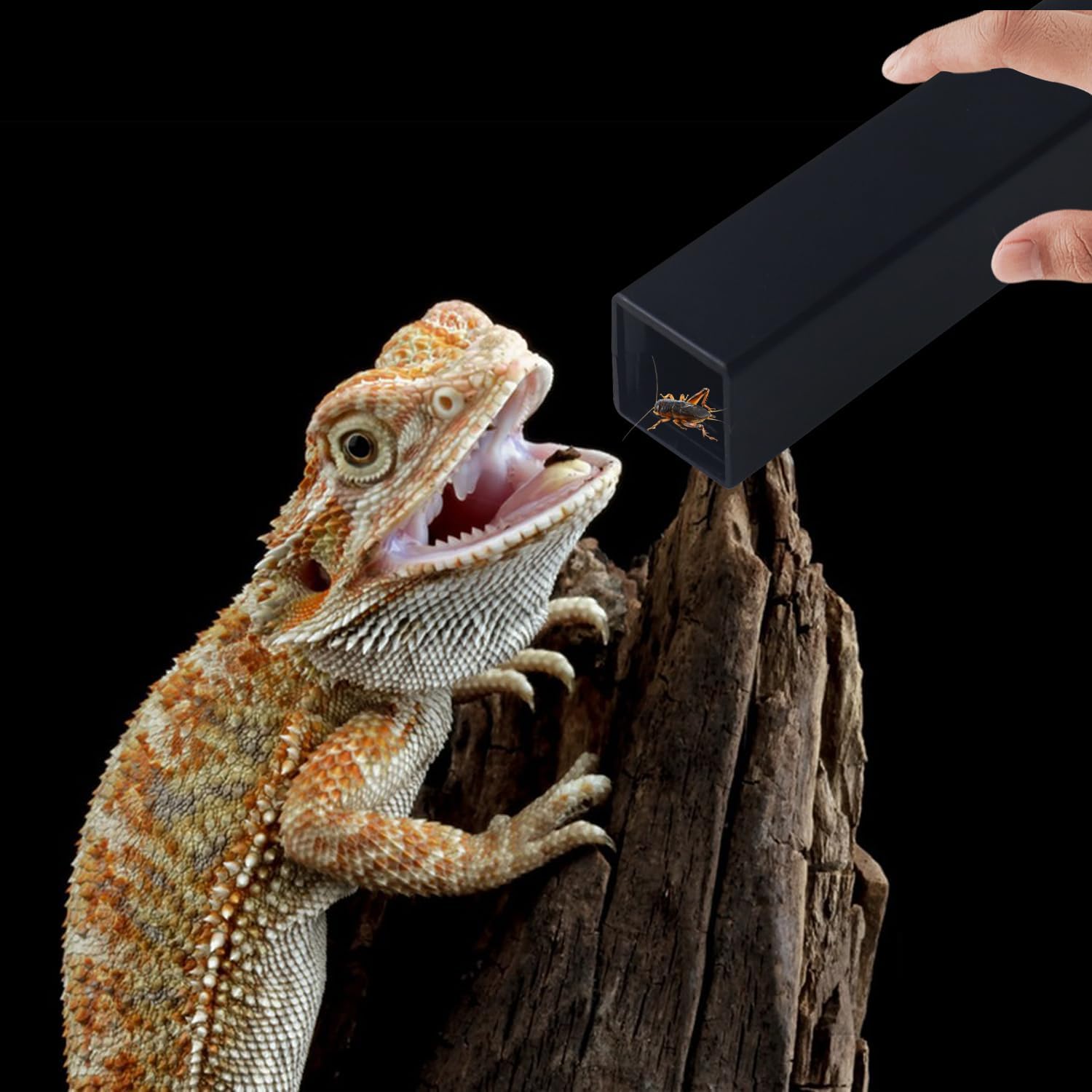 Side view of Naneezoo cricket keeper for reptiles