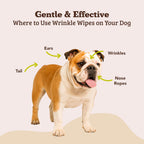 Close up of plant based dog face wipes for sensitive facial folds and tear stains