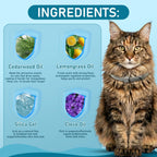 Cat wearing light blue flea and tick collar
