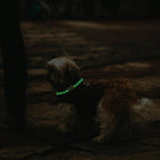 Artisan pet jewelry collar showing the secure clasp mechanism close up