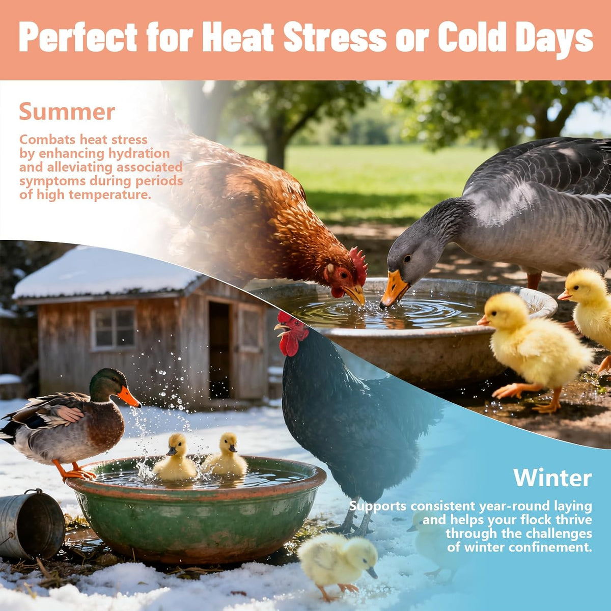 Inqigi poultry health supplement back instruction view